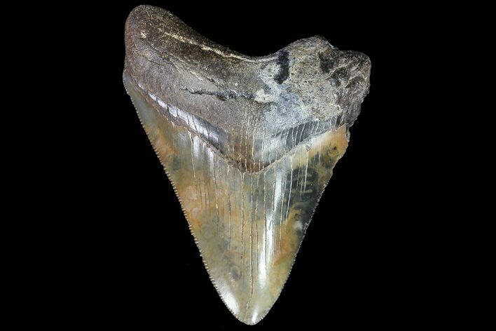 Serrated, Fossil Megalodon Tooth - Interesting Color #77376
